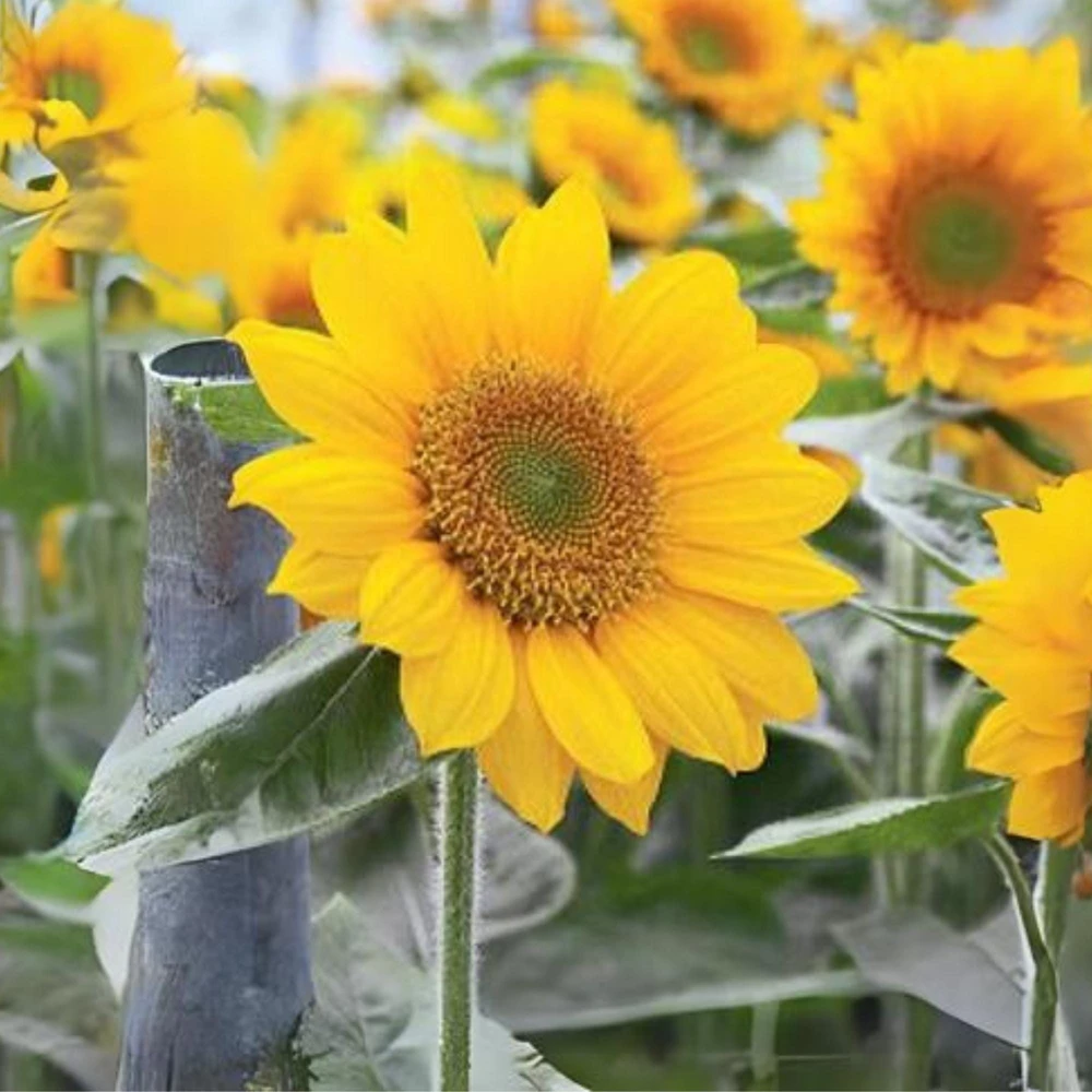 Buttercream Sunflower Seeds - Annuals, Open-Pollinating, Non-GMO - 25 Seeds - Image 15