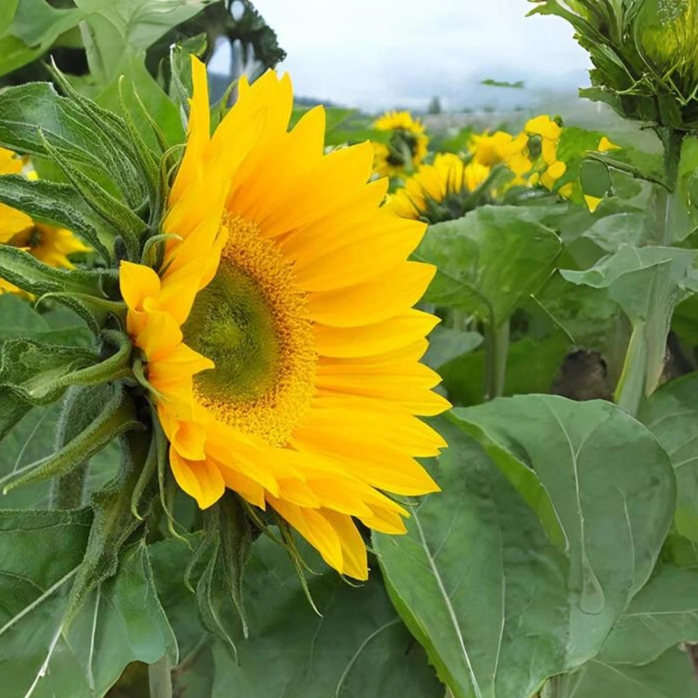 Buttercream Sunflower Seeds - Annuals, Open-Pollinating, Non-GMO - 25 Seeds - Image 16