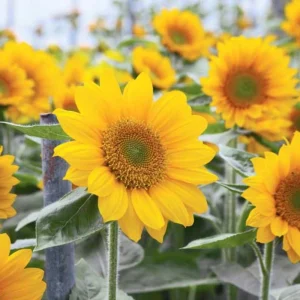 Buttercream Sunflower Seeds - Annuals, Open-Pollinating, Non-GMO - 25 Seeds - Image 17
