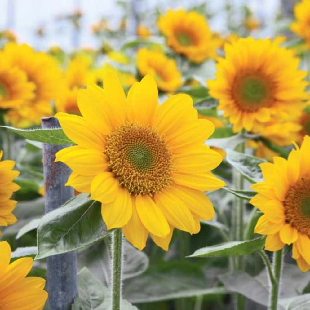 Buttercream Sunflower Seeds - Annuals, Open-Pollinating, Non-GMO - 25 Seeds - Image 17