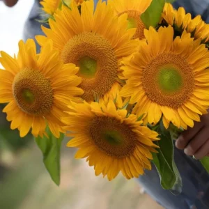 Buttercream Sunflower Seeds - Annuals, Open-Pollinating, Non-GMO - 25 Seeds - Image 18