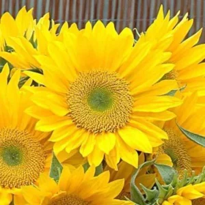 Buttercream Sunflower Seeds - Annuals, Open-Pollinating, Non-GMO - 25 Seeds - Image 19