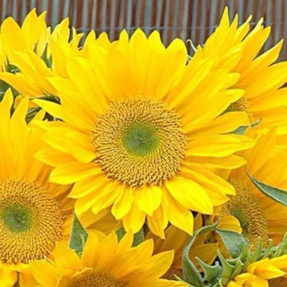Buttercream Sunflower Seeds - Annuals, Open-Pollinating, Non-GMO - 25 Seeds - Image 19