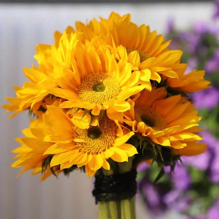 Buttercream Sunflower Seeds - Annuals, Open-Pollinating, Non-GMO - 25 Seeds - Image 2
