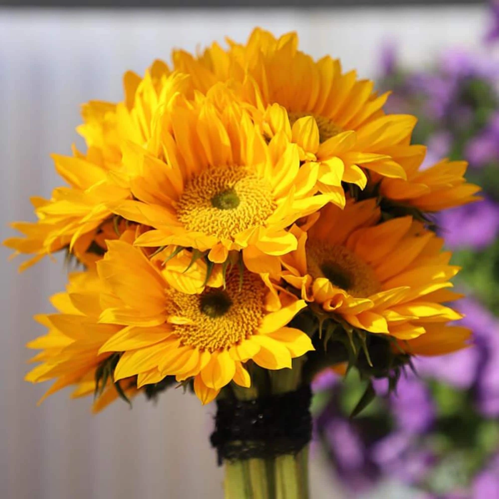 Buttercream Sunflower Seeds - Annuals, Open-Pollinating, Non-GMO - 25 Seeds - Image 20