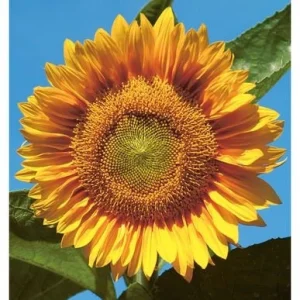 Buttercream Sunflower Seeds - Annuals, Open-Pollinating, Non-GMO - 25 Seeds - Image 3