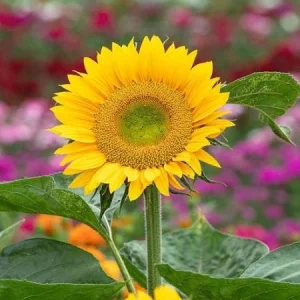 Buttercream Sunflower Seeds - Annuals, Open-Pollinating, Non-GMO - 25 Seeds - Image 4