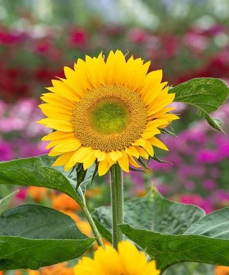 Buttercream Sunflower Seeds - Annuals, Open-Pollinating, Non-GMO - 25 Seeds - Image 4