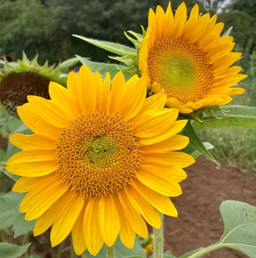 Buttercream Sunflower Seeds - Annuals, Open-Pollinating, Non-GMO - 25 Seeds - Image 5