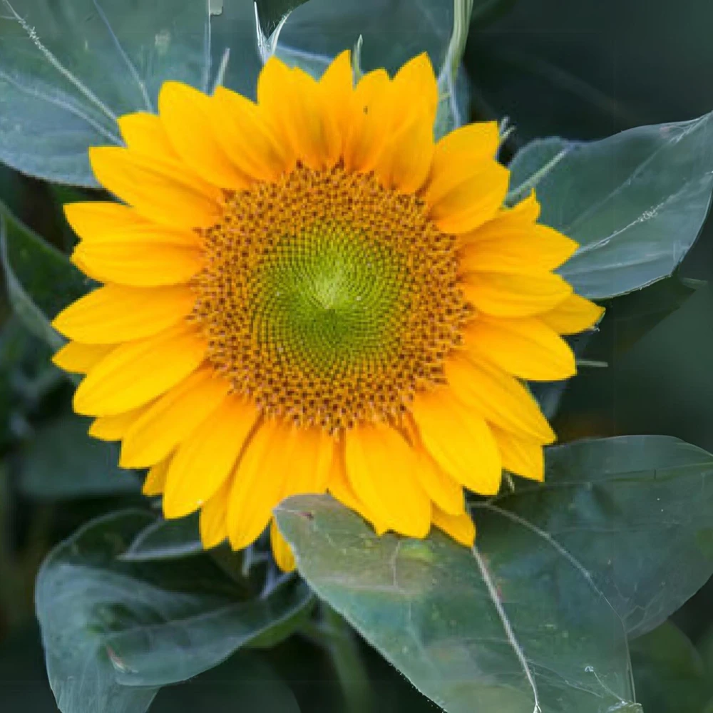 Buttercream Sunflower Seeds - Annuals, Open-Pollinating, Non-GMO - 25 Seeds - Image 6