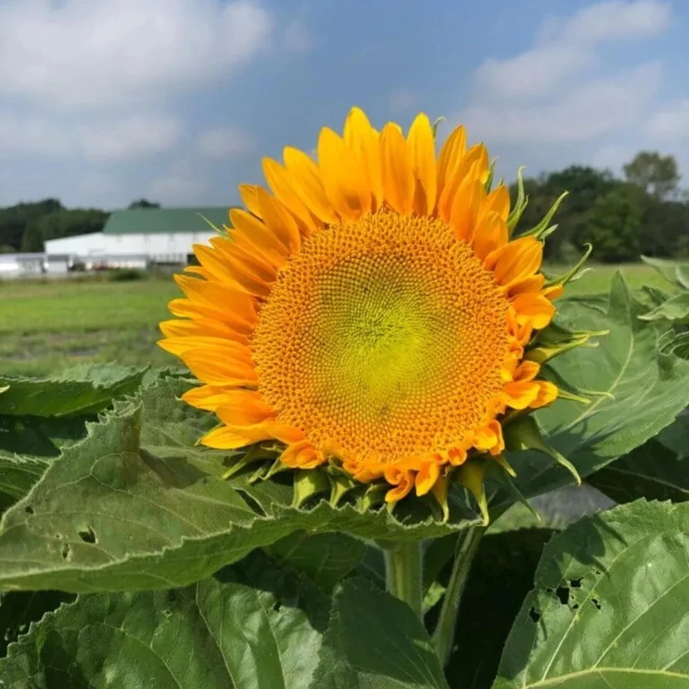 Buttercream Sunflower Seeds - Annuals, Open-Pollinating, Non-GMO - 25 Seeds - Image 7