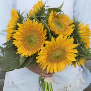 Buttercream Sunflower Seeds - Annuals, Open-Pollinating, Non-GMO - 25 Seeds - Image 8