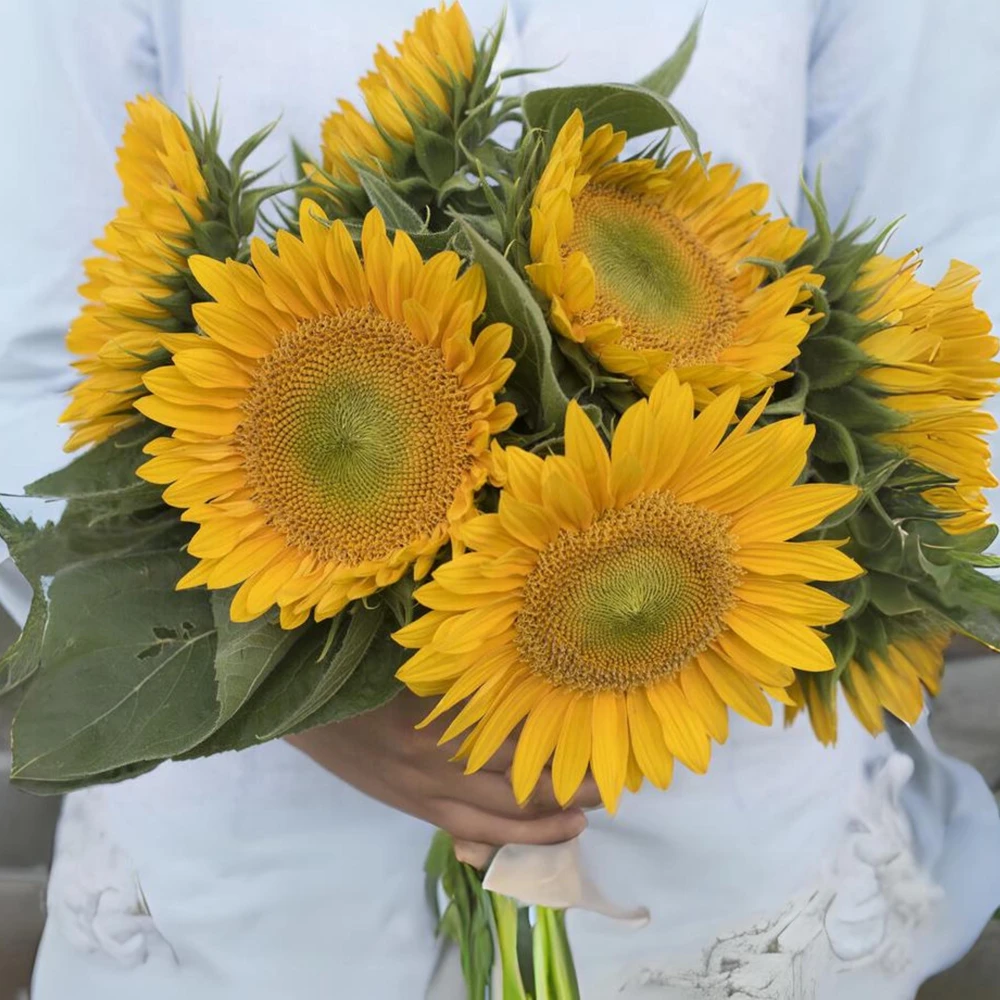 Buttercream Sunflower Seeds - Annuals, Open-Pollinating, Non-GMO - 25 Seeds - Image 8