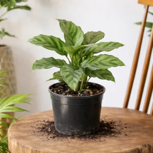 Calathea Freddie Seeds - 20 Count Tropical Prayer Plant Houseplant Seeds - Image 11