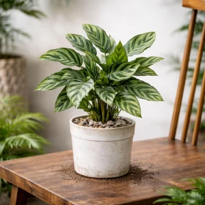 Calathea Freddie Seeds - 20 Count Tropical Prayer Plant Houseplant Seeds - Image 12