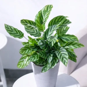Calathea Freddie Seeds - 20 Count Tropical Prayer Plant Houseplant Seeds - Image 13