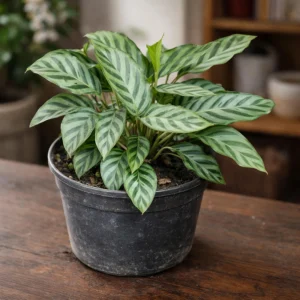 Calathea Freddie Seeds - 20 Count Tropical Prayer Plant Houseplant Seeds - Image 14