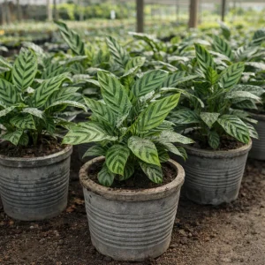 Calathea Freddie Seeds - 20 Count Tropical Prayer Plant Houseplant Seeds - Image 15