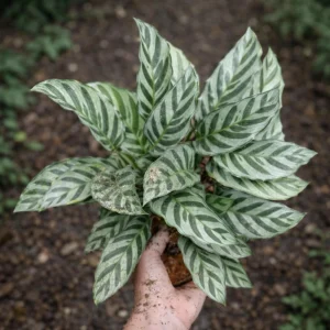 Calathea Freddie Seeds - 20 Count Tropical Prayer Plant Houseplant Seeds - Image 17