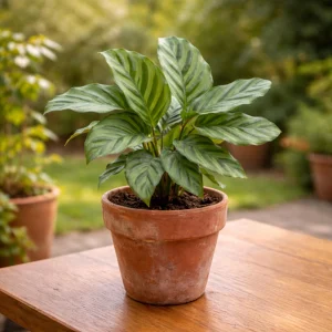 Calathea Freddie Seeds - 20 Count Tropical Prayer Plant Houseplant Seeds - Image 18