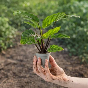 Calathea Freddie Seeds - 20 Count Tropical Prayer Plant Houseplant Seeds - Image 19