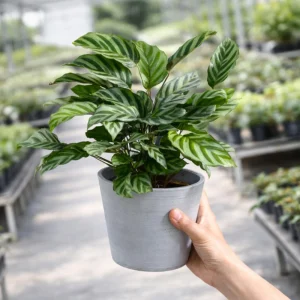 Calathea Freddie Seeds - 20 Count Tropical Prayer Plant Houseplant Seeds - Image 2
