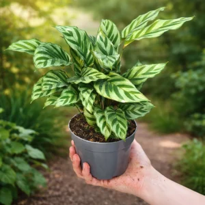 Calathea Freddie Seeds - 20 Count Tropical Prayer Plant Houseplant Seeds - Image 20