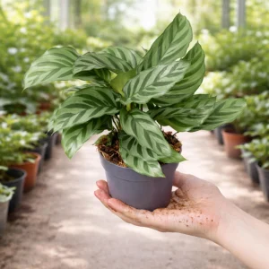 Calathea Freddie Seeds - 20 Count Tropical Prayer Plant Houseplant Seeds - Image 3