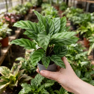Calathea Freddie Seeds - 20 Count Tropical Prayer Plant Houseplant Seeds - Image 4