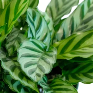 Calathea Freddie Seeds - 20 Count Tropical Prayer Plant Houseplant Seeds - Image 7