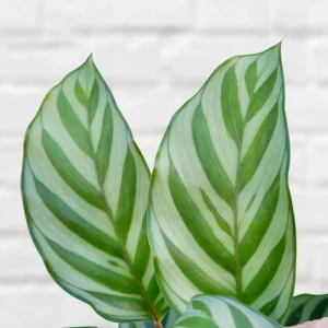 Calathea Freddie Seeds - 20 Count Tropical Prayer Plant Houseplant Seeds - Image 8