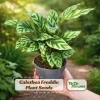 Calathea Freddie Seeds - 20 Count Tropical Prayer Plant Houseplant Seeds - Image 1
