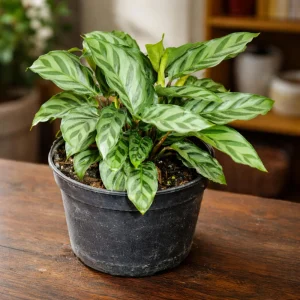Calathea Freddie Seeds - 20 Count Tropical Prayer Plant Houseplant Seeds - Image 9