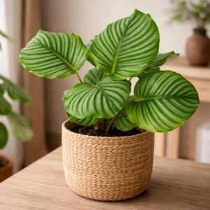 Calathea Orbifolia Seeds - Tropical Indoor Houseplant - 20 Seed Pack - Image 10