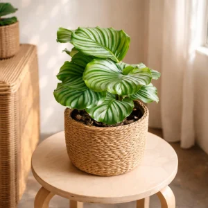 Calathea Orbifolia Seeds - Tropical Indoor Houseplant - 20 Seed Pack - Image 11