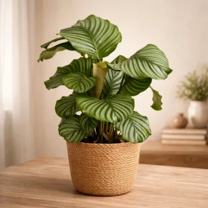 Calathea Orbifolia Seeds - Tropical Indoor Houseplant - 20 Seed Pack - Image 12