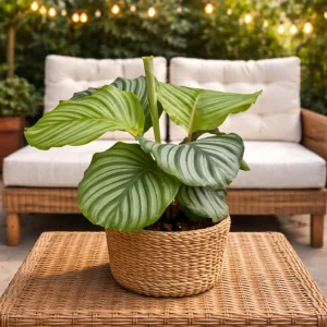 Calathea Orbifolia Seeds - Tropical Indoor Houseplant - 20 Seed Pack - Image 13