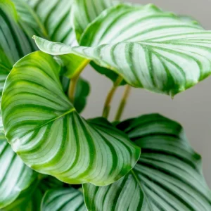 Calathea Orbifolia Seeds - Tropical Indoor Houseplant - 20 Seed Pack - Image 15