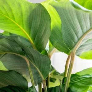 Calathea Orbifolia Seeds - Tropical Indoor Houseplant - 20 Seed Pack - Image 2