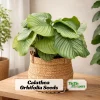 Calathea Orbifolia Seeds - Tropical Indoor Houseplant - 20 Seed Pack - Image 1