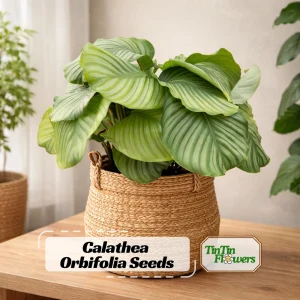 Calathea Orbifolia Seeds - Tropical Indoor Houseplant - 20 Seed Pack - Image 1