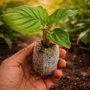 Calathea Orbifolia Seeds - Tropical Indoor Houseplant - 20 Seed Pack - Image 8