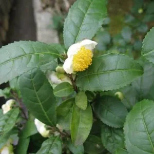 Camellia Sinensis Live Plant – 6in Nursery Growing Pot – Tea Plant - Image 2
