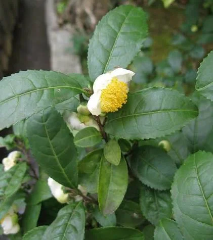 Camellia Sinensis Live Plant – 6in Nursery Growing Pot – Tea Plant - Image 2