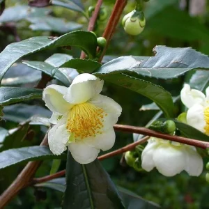 Camellia Sinensis Live Plant – 6in Nursery Growing Pot – Tea Plant - Image 3