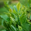 Camellia Sinensis Live Plant – 6in Nursery Growing Pot – Tea Plant - Image 1