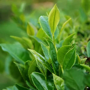 Camellia Sinensis Live Plant – 6in Nursery Growing Pot – Tea Plant - Image 1