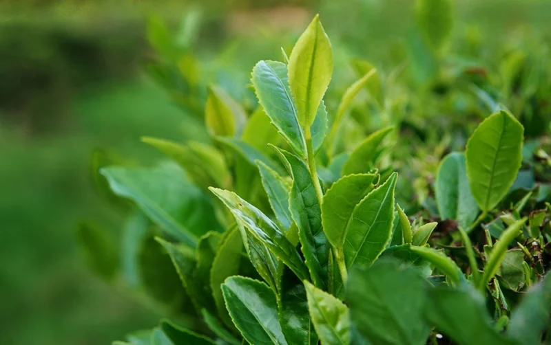 Camellia Sinensis Live Plant – 6in Nursery Growing Pot – Tea Plant - Image 1