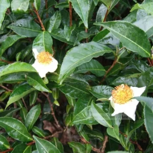 Camellia Sinensis Live Plant – Tea Plant – 4in Nursery Pot - Image 2