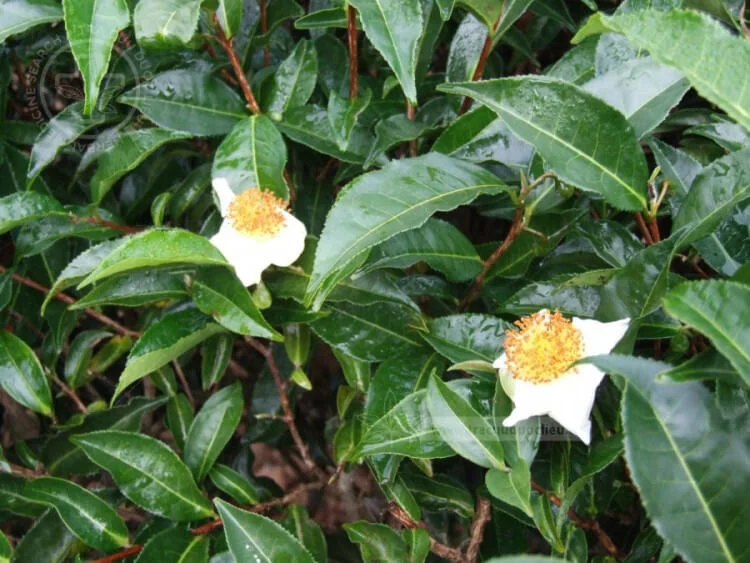 Camellia Sinensis Live Plant – Tea Plant – 4in Nursery Pot - Image 2